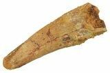 Fossil Pterosaur (Siroccopteryx) Tooth - Morocco #298007-1